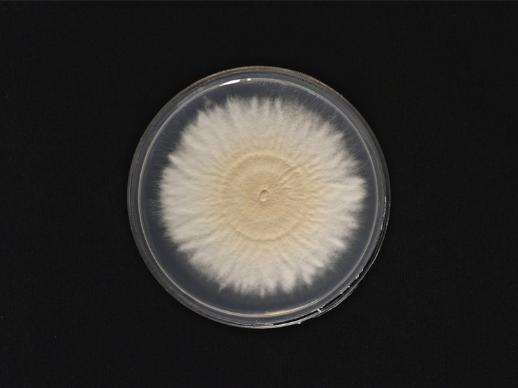 Cordyceps lepidopterorum